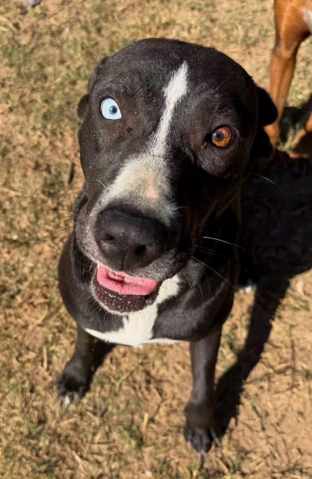 Enlarge Bebe, a Adoptable mixed breed in Quakertown, PA image 5/6