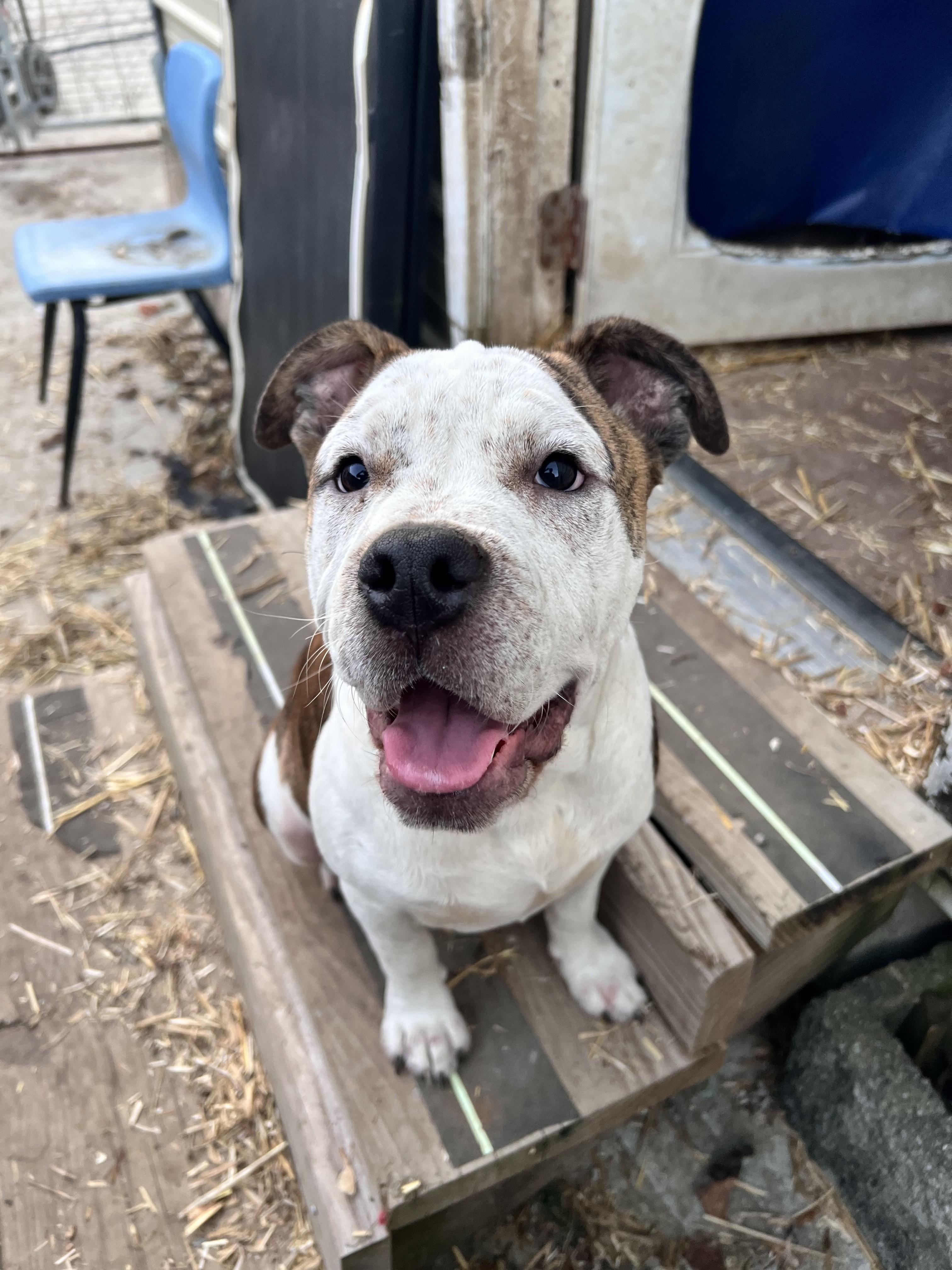 Enlarge Sarge, an adopted mixed breed in Tracy City , TN image 1/2