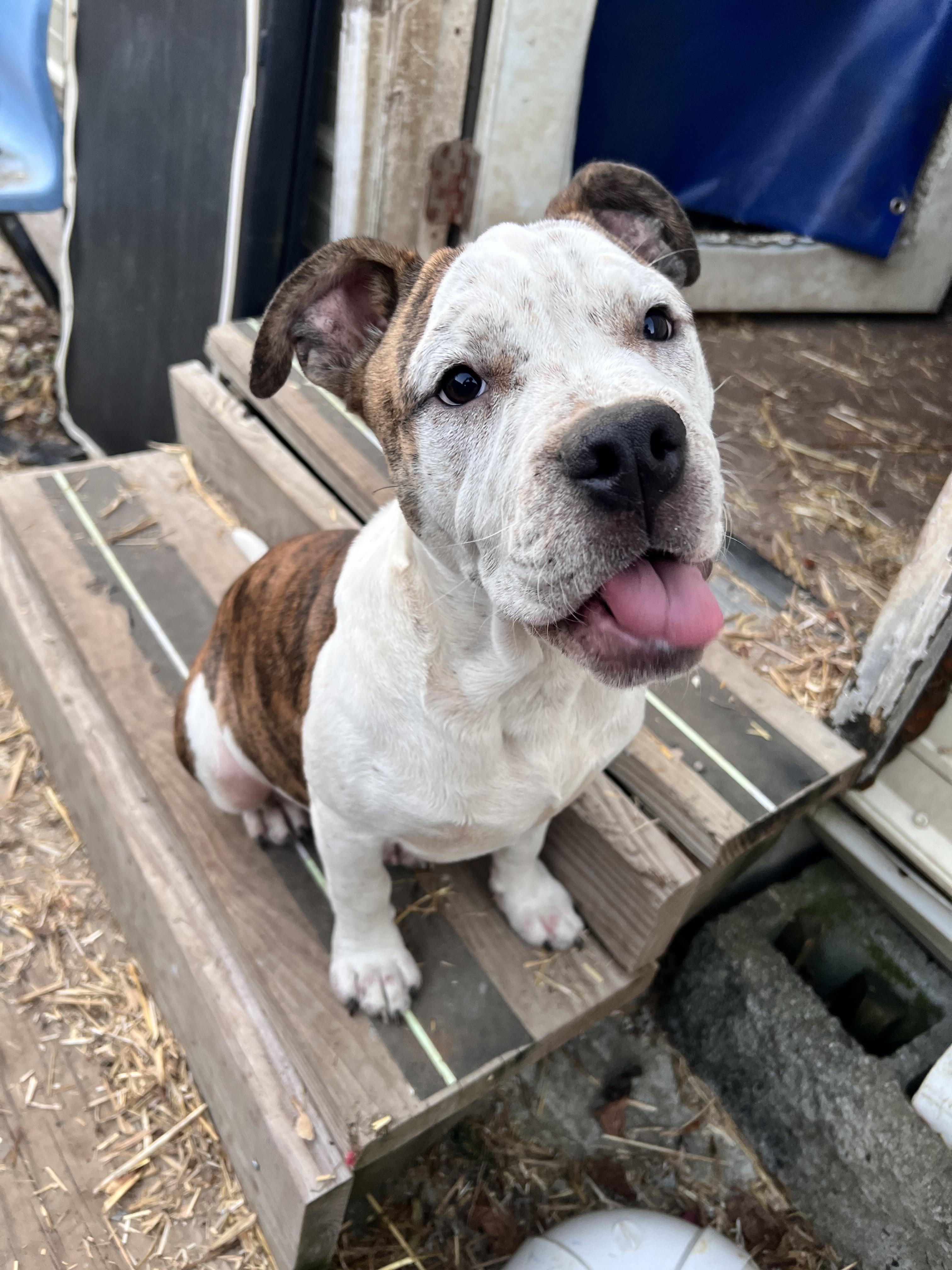 Enlarge Sarge, an adopted mixed breed in Tracy City , TN image 2/2