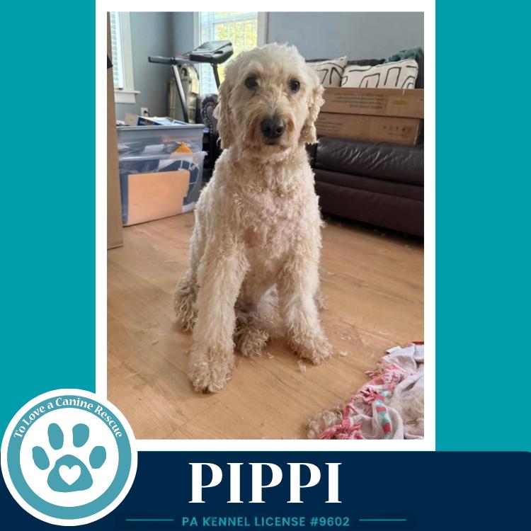 Pippi 050926, Adoptable, Senior Female Goldendoodle.