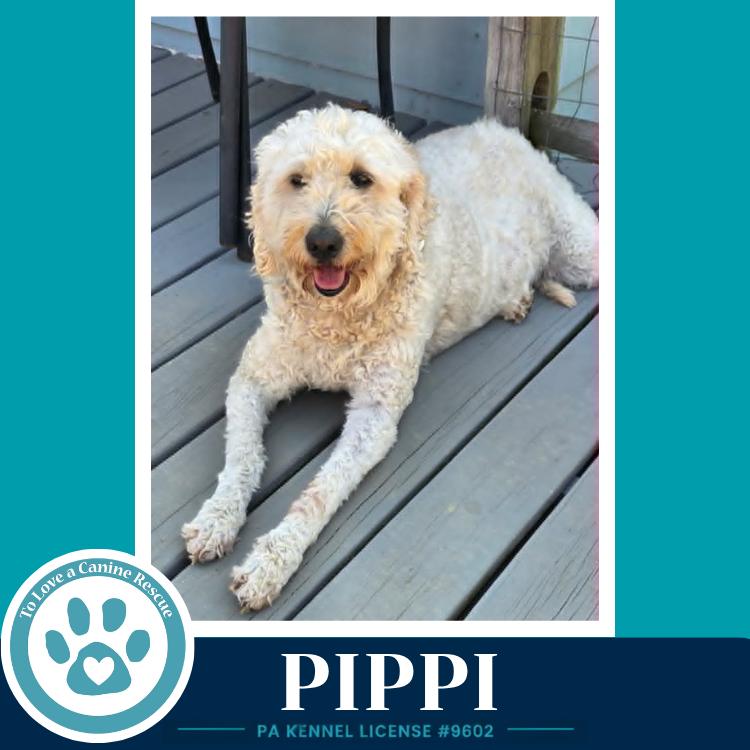 Pippi 050926, a Adoptable mixed breed in Kimberton, PA image 2/4