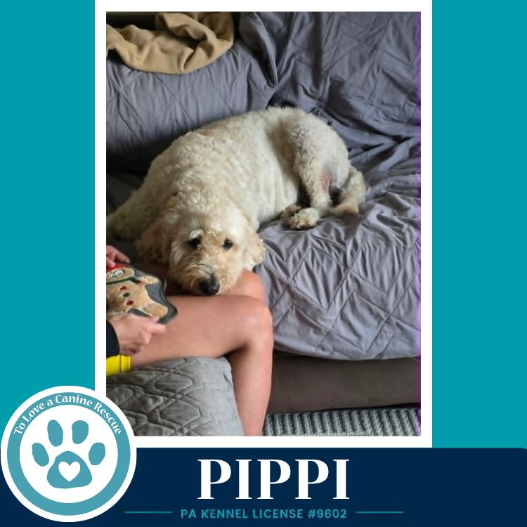 Pippi 050926, a Adoptable mixed breed in Kimberton, PA image 3/4