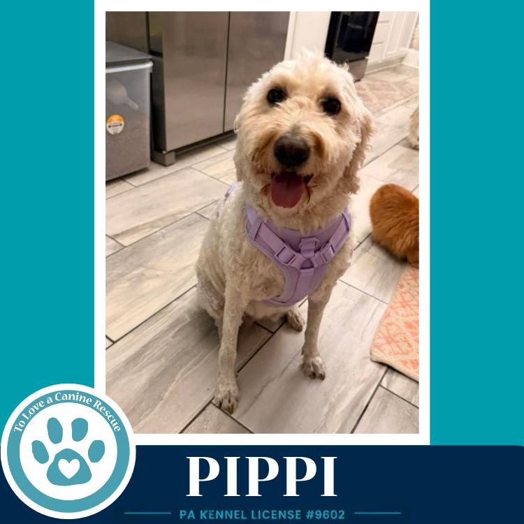 Pippi 050926, a Adoptable mixed breed in Kimberton, PA image 4/4