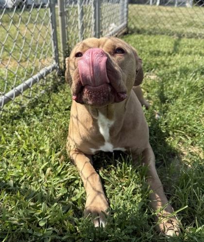 Dara, Adoptable, Adult Female Pit Bull Terrier & Mixed Breed.
