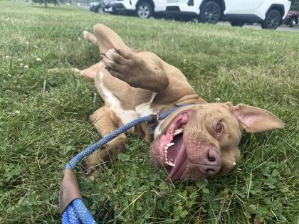 Dara, a Adoptable mixed breed in Columbus, IN image 2/3