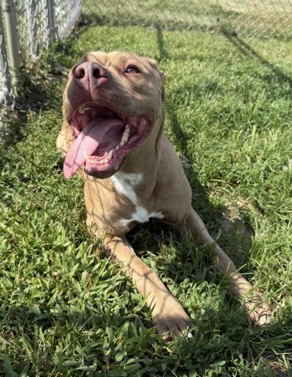 Dara, a Adoptable mixed breed in Columbus, IN image 3/3