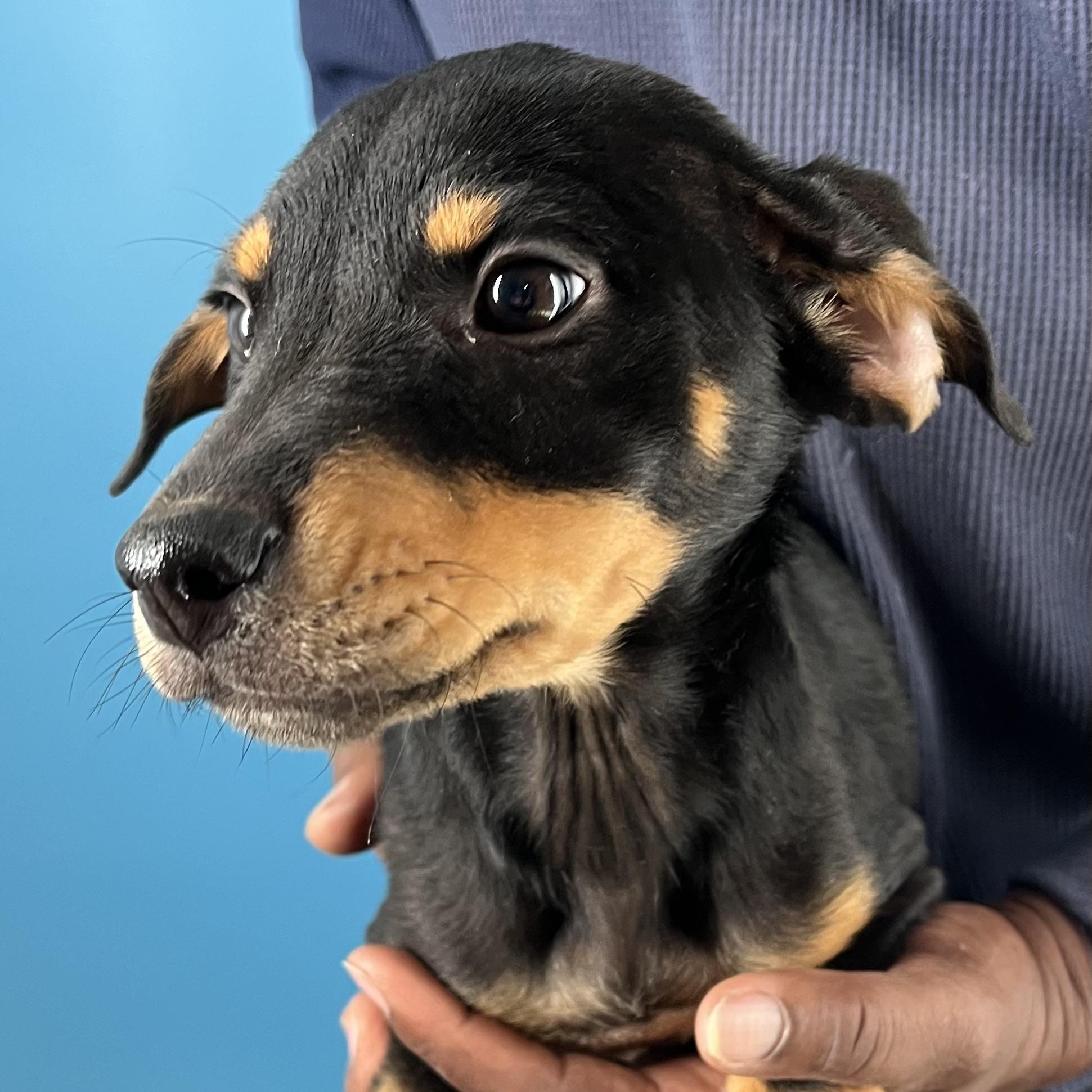 Enlarge Kahana - Local March 13-15, an adoptable Rottweiler in Gresham, OR image 5/5