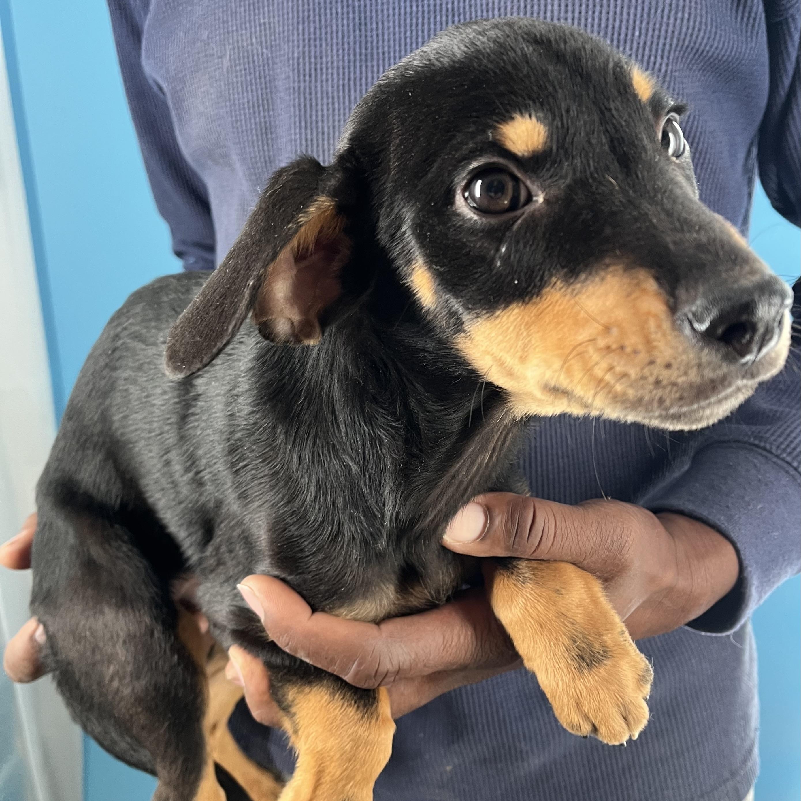 Enlarge Kahana - Local March 13-15, an adoptable Rottweiler in Gresham, OR image 3/5