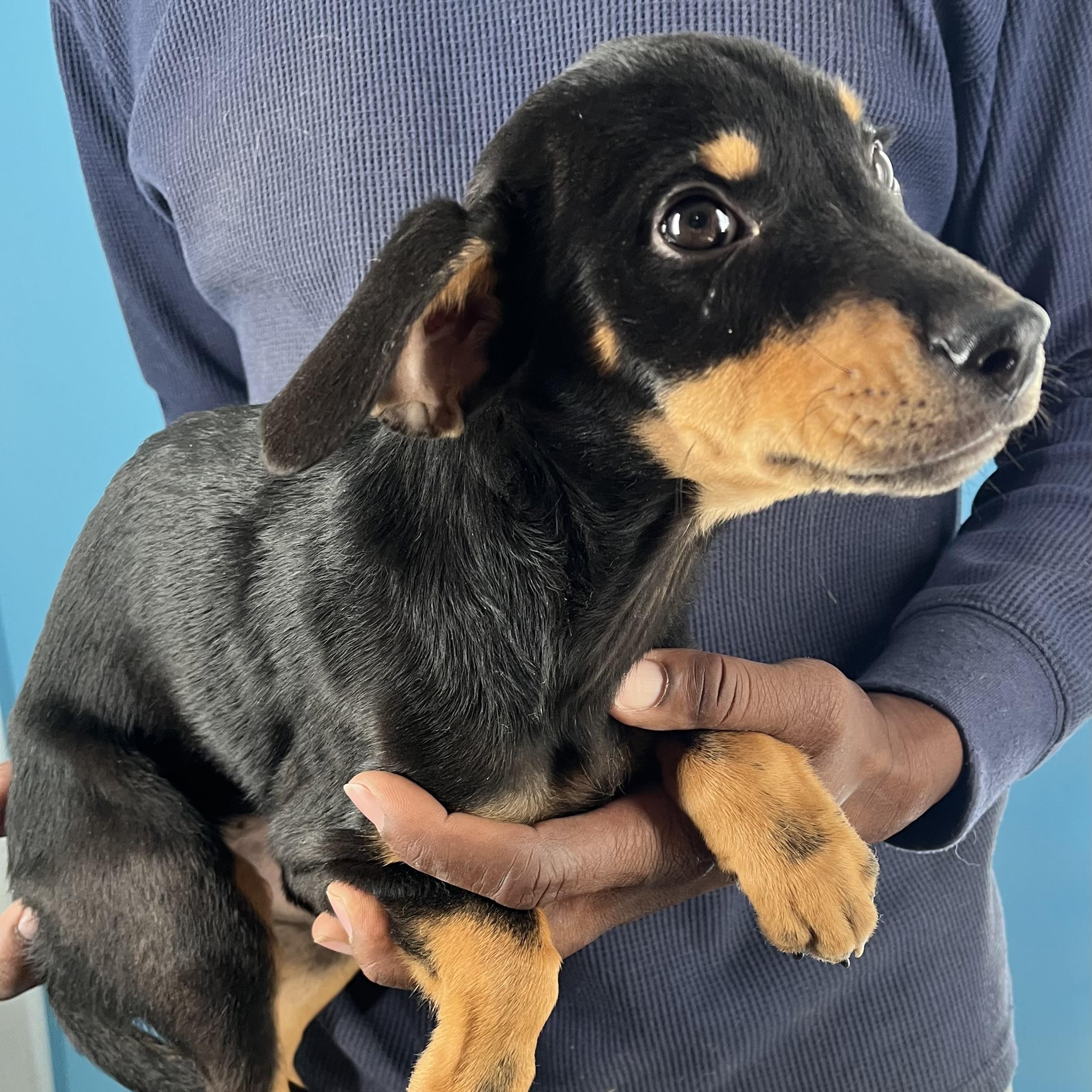 Enlarge Kahana - Local March 13-15, an adoptable Rottweiler in Gresham, OR image 2/5