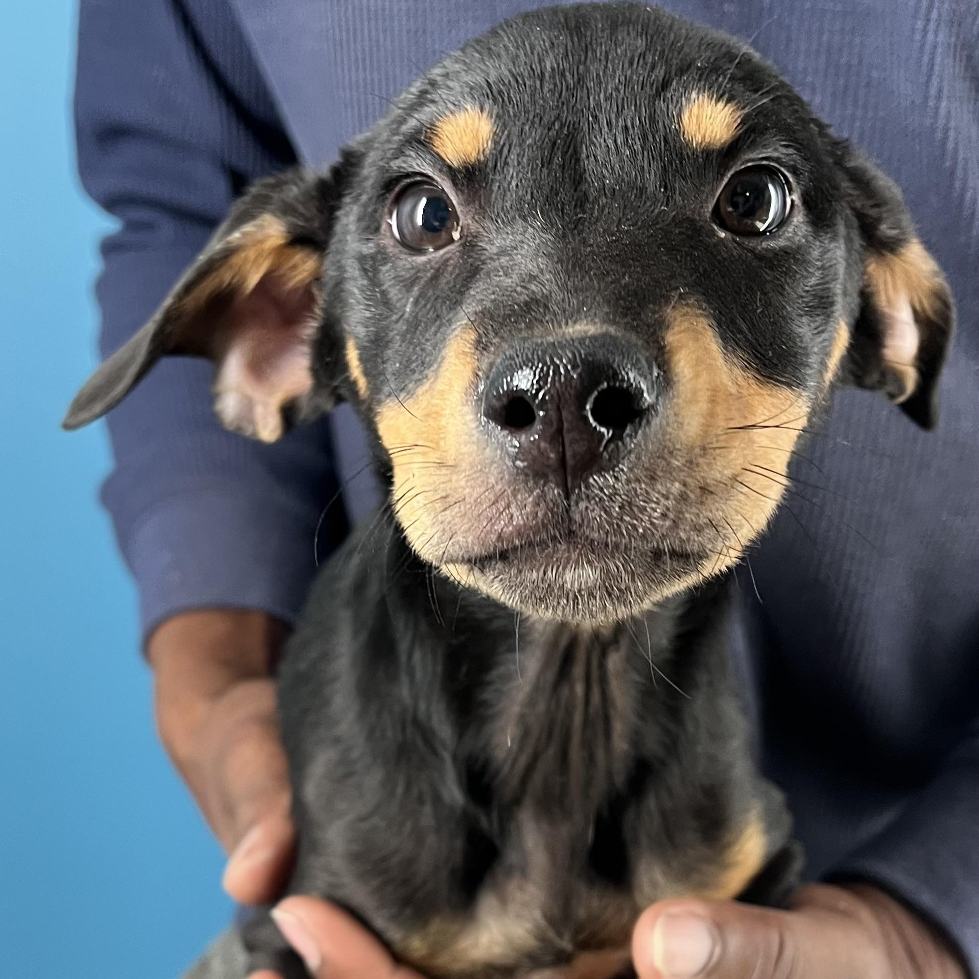 Enlarge Kahana - Local March 13-15, an adoptable Rottweiler in Gresham, OR image 4/5