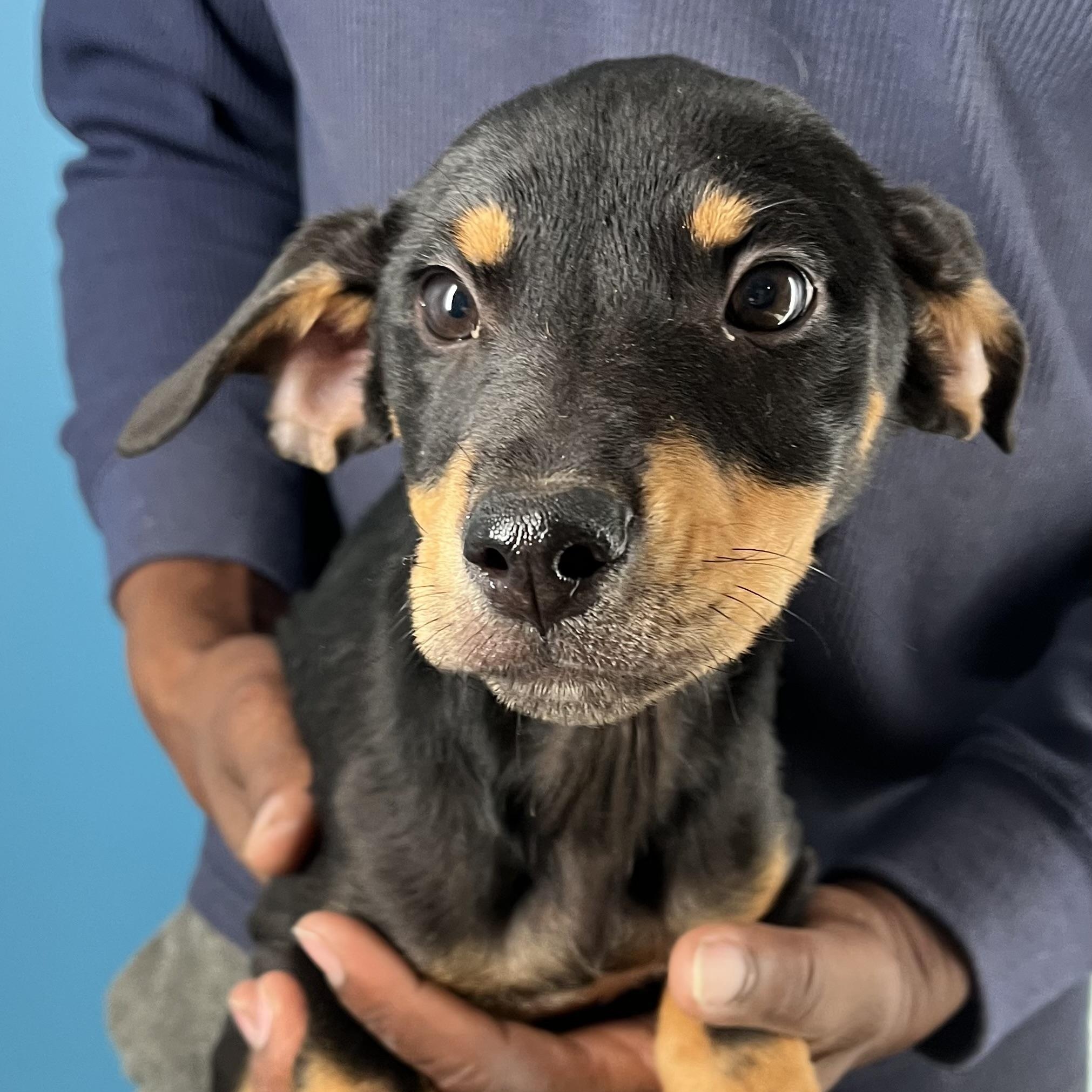 Enlarge Kahana - Local March 13-15, an adoptable Rottweiler in Gresham, OR image 1/5