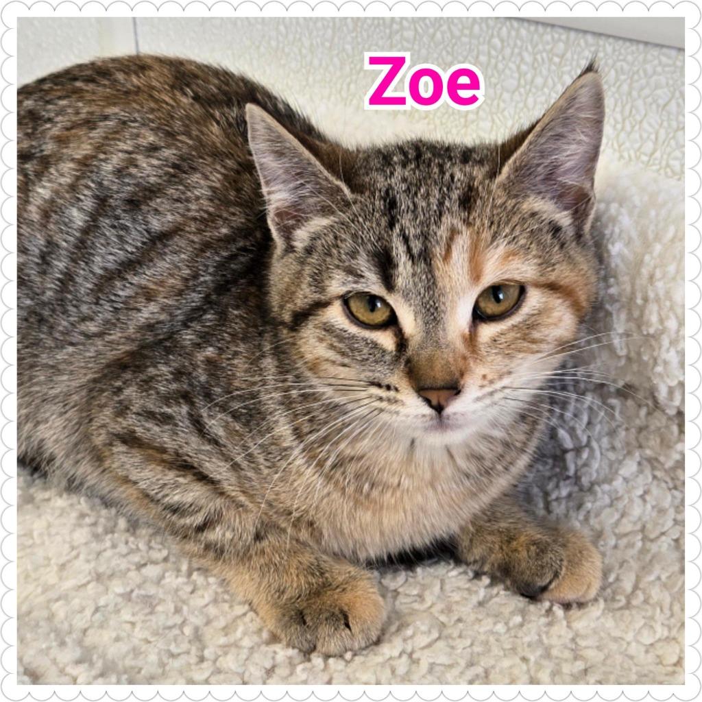Zoe, Adoptable, Kitten Female Domestic Short Hair.