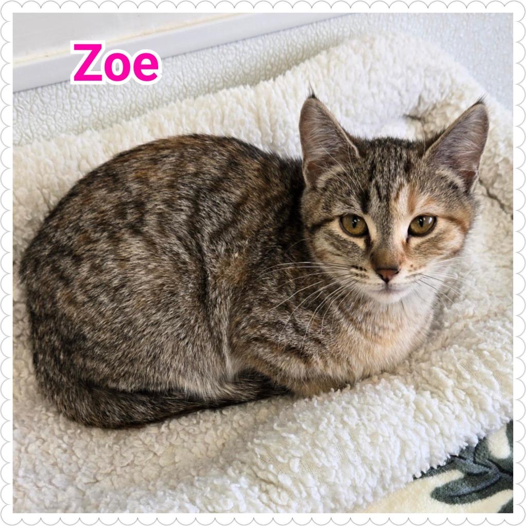 Enlarge Zoe, a Adoptable mixed breed in North Saint Paul, MN image 2/2