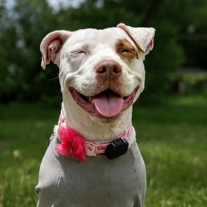 Enlarge Comet, a Adoptable mixed breed in Jacksonville, FL image 1/1