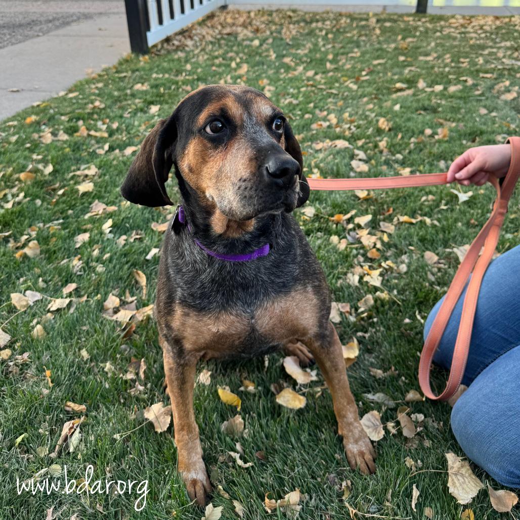Apple, Adoptable, Senior Female Hound & Mixed Breed.