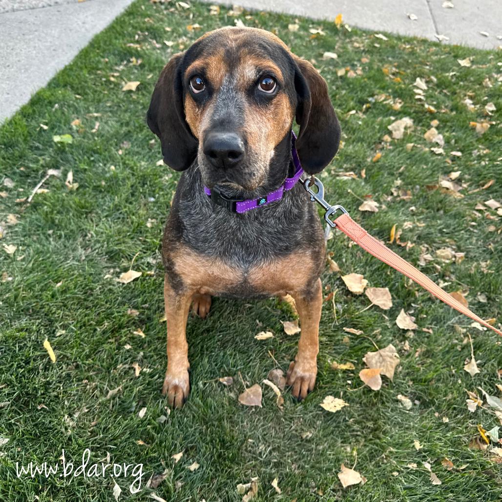Apple, a Adoptable mixed breed in Cheyenne, WY image 2/3