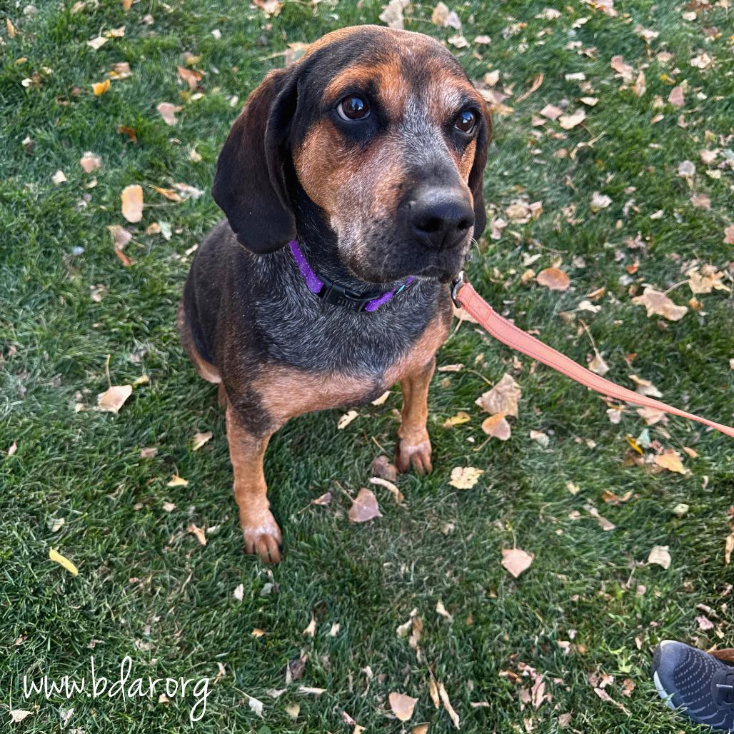 Apple, a Adoptable mixed breed in Cheyenne, WY image 3/3