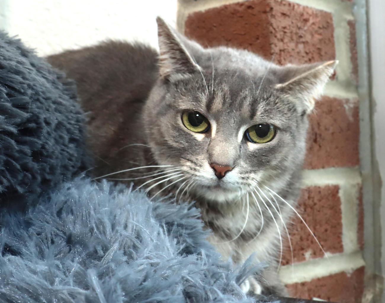 Cinder, an adoptable Tabby in Euclid, OH image 3/5