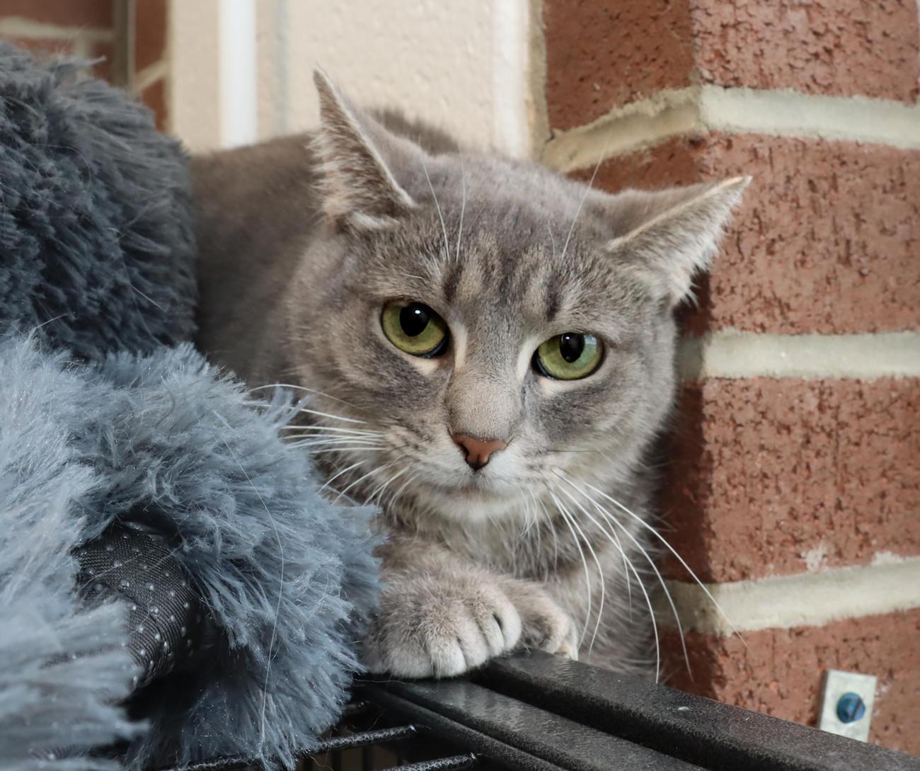 Cinder, an adoptable Tabby in Euclid, OH image 5/5