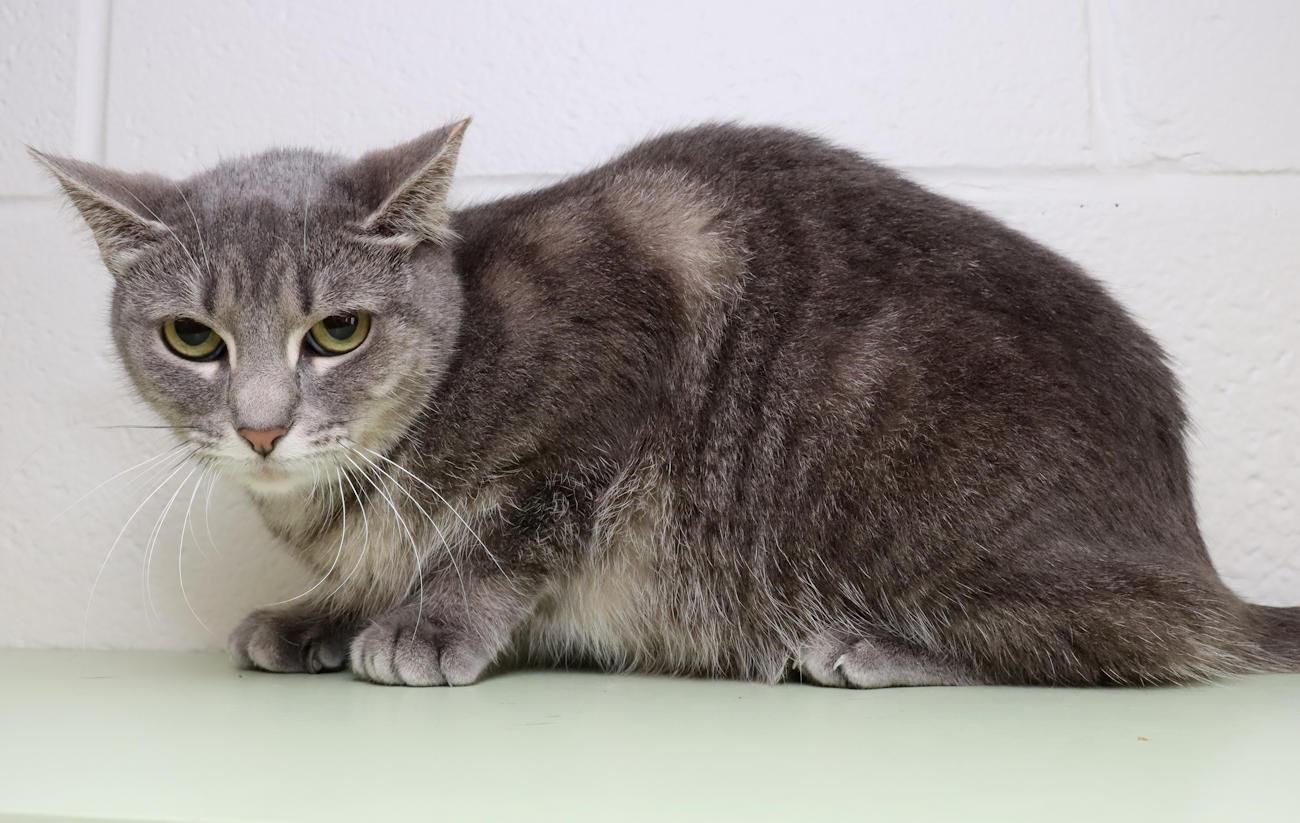 Cinder, an adoptable Tabby in Euclid, OH image 4/5