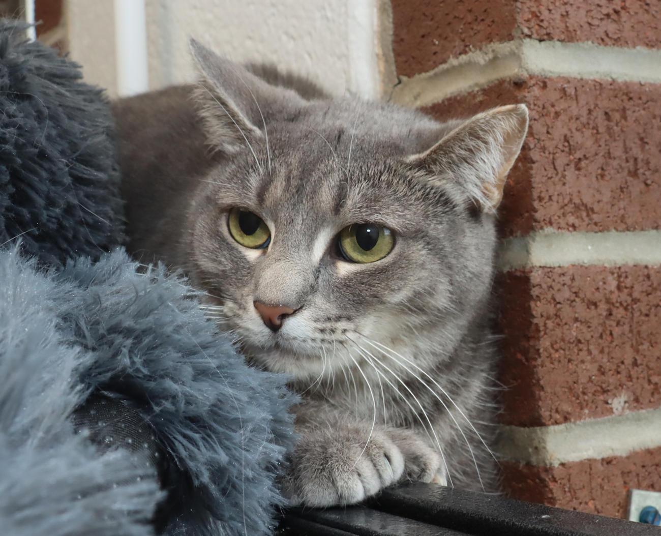 Cinder, an adoptable Tabby in Euclid, OH image 2/5