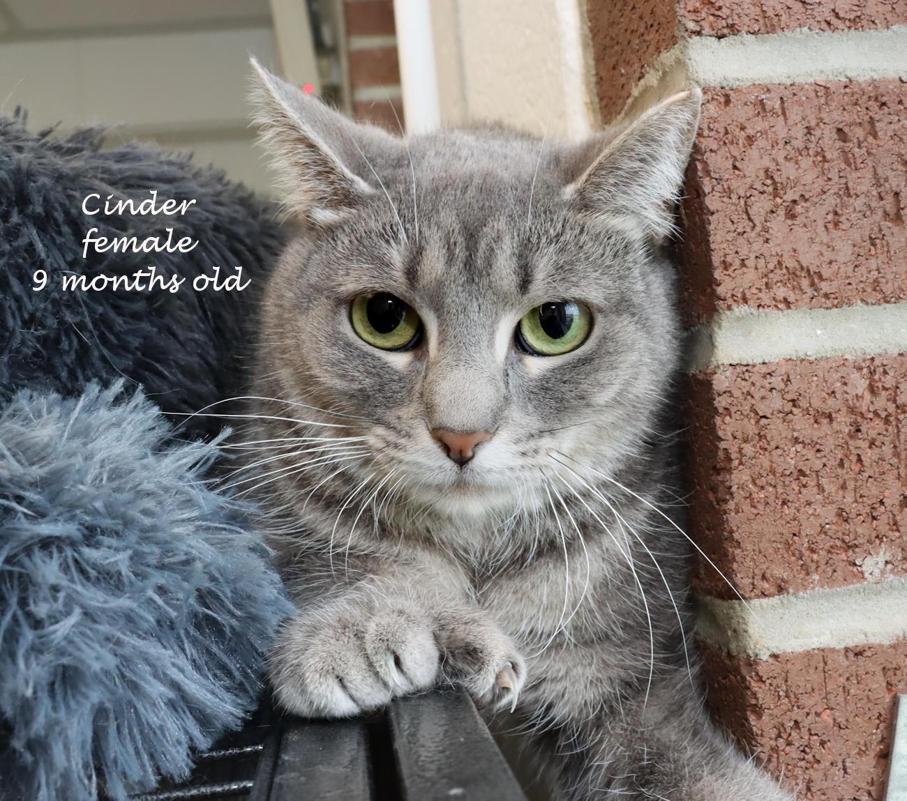 Cinder, adoptable, Kitten Female Tabby.