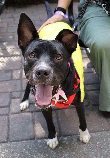 DAKOTA, Adoptable, Young Male Mixed Breed.