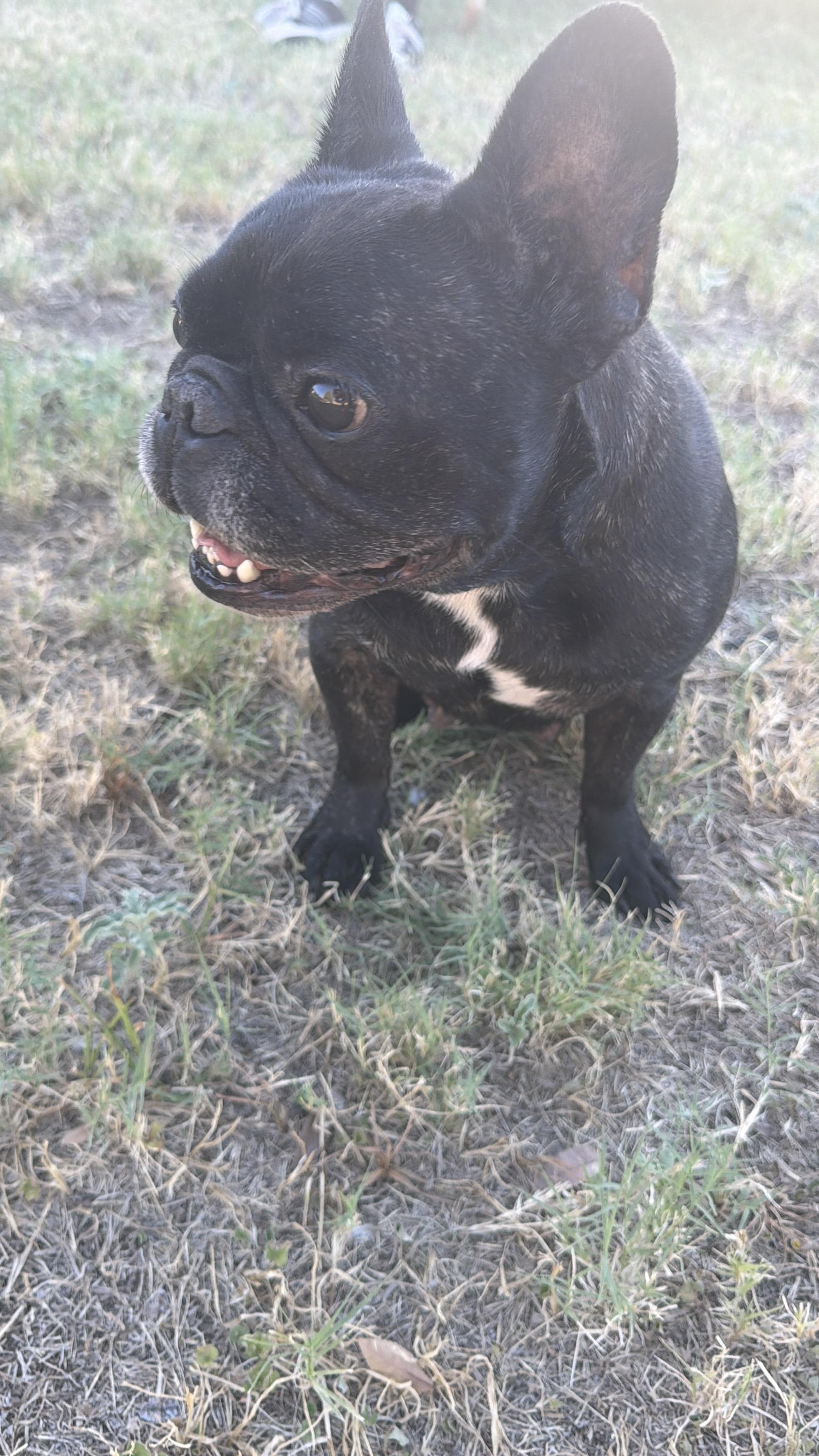 Enlarge Julee, a Adoptable French Bulldog in Mesa, AZ image 1/2