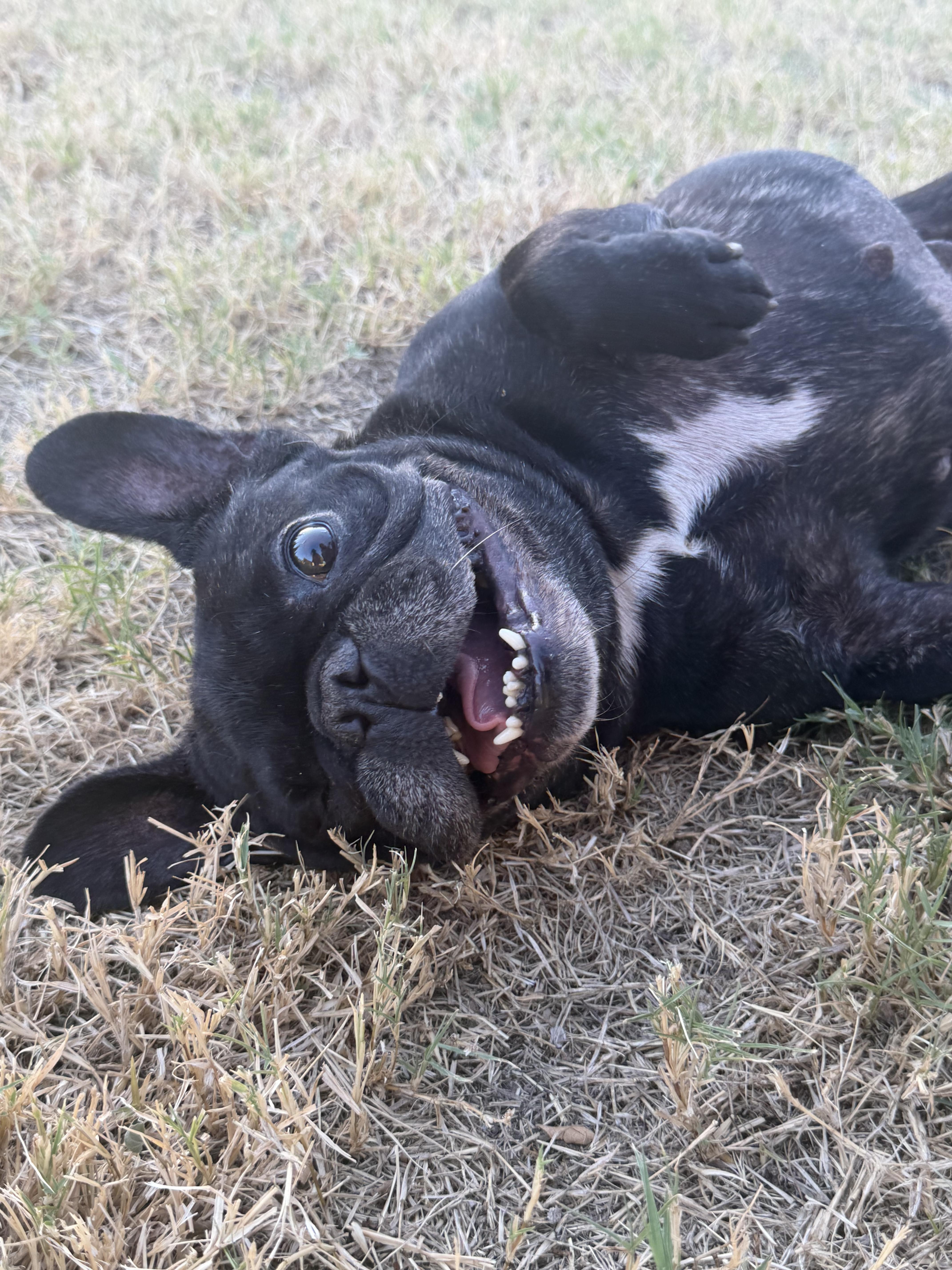 Enlarge Julee, a Adoptable French Bulldog in Mesa, AZ image 2/2
