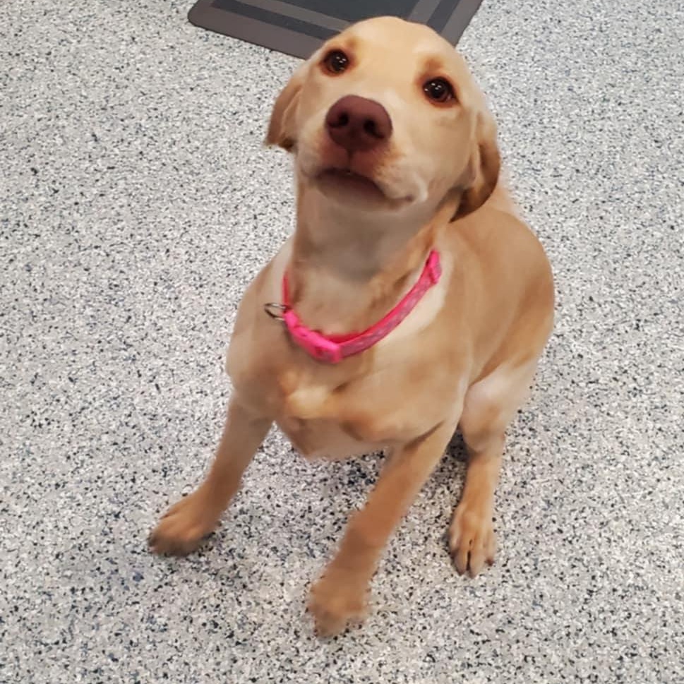 Enlarge Butter, a ADOPTABLE Labrador Retriever in Hutchinson, MN image 1/3