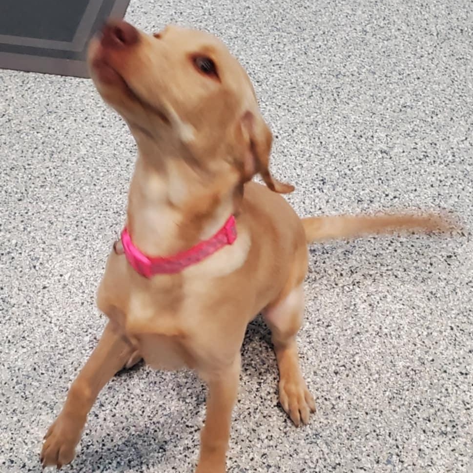 Enlarge Butter, a ADOPTABLE Labrador Retriever in Hutchinson, MN image 2/3