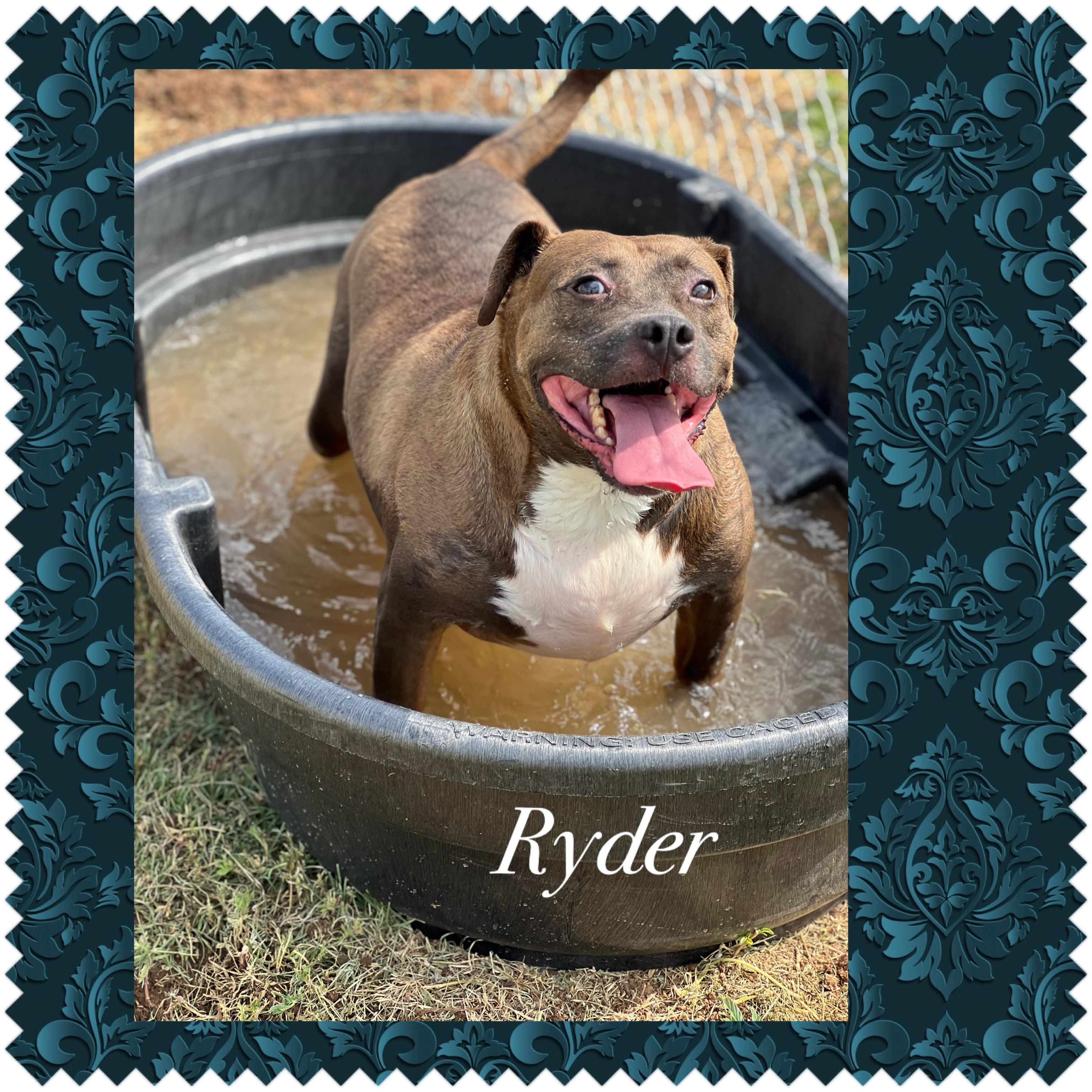 Ryder, an adoptable Pit Bull Terrier in Canyon, TX, 79015 | Photo Image 2