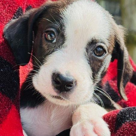 Tinker, Adoptable, Puppy Female Mixed Breed.