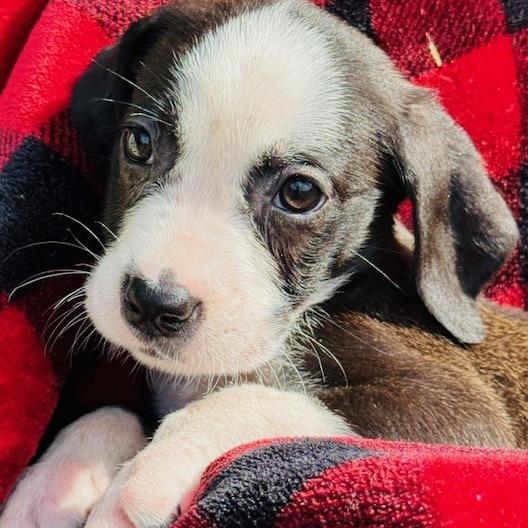 Enlarge Tinker, a Adoptable Mixed Breed in Williston, FL image 2/3