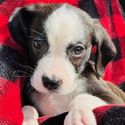 Enlarge Tinker, a Adoptable Mixed Breed in Williston, FL image 3/3