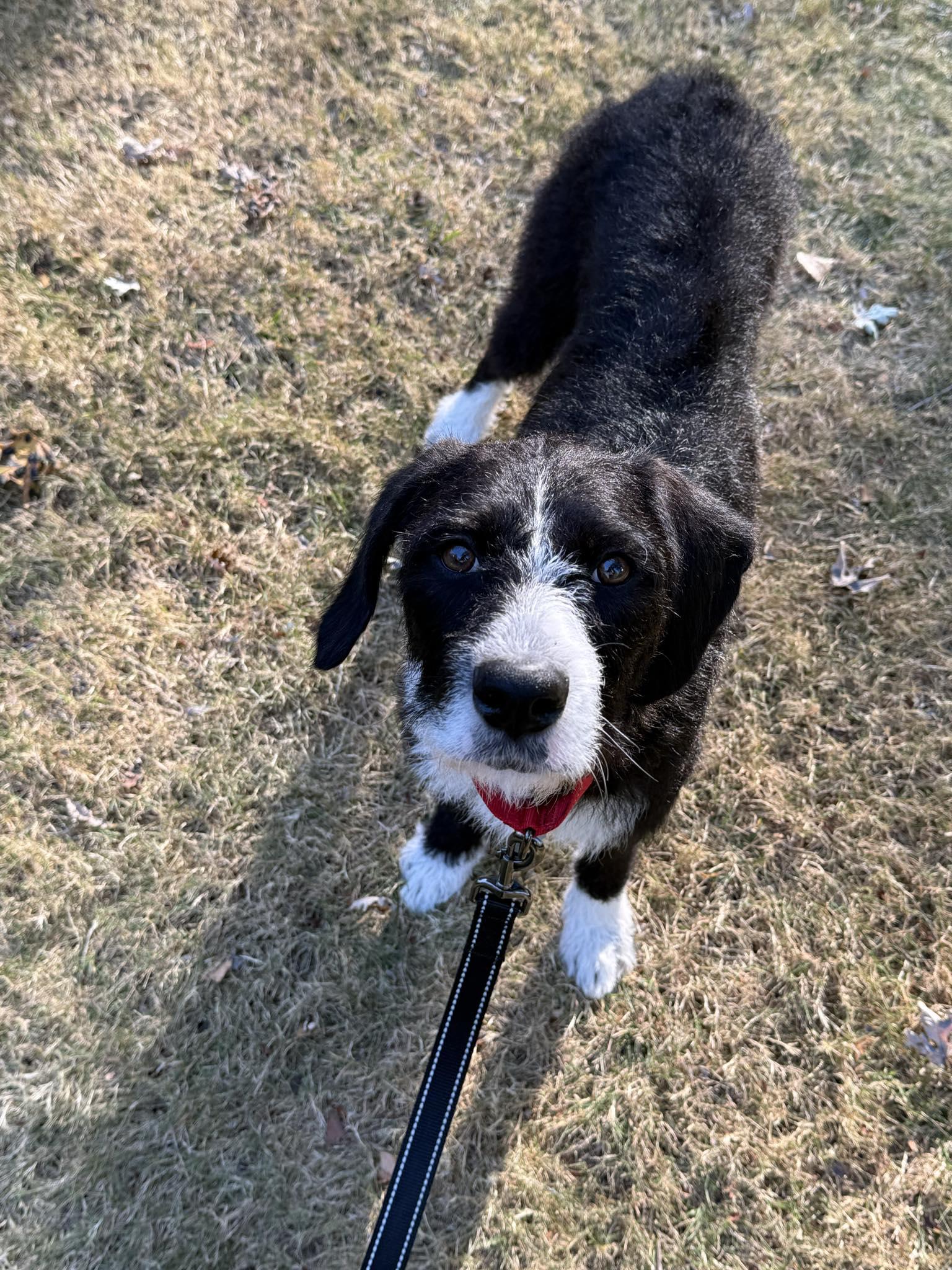 Enlarge Winnie, a Adopted mixed breed in Dewitt, MI image 2/5