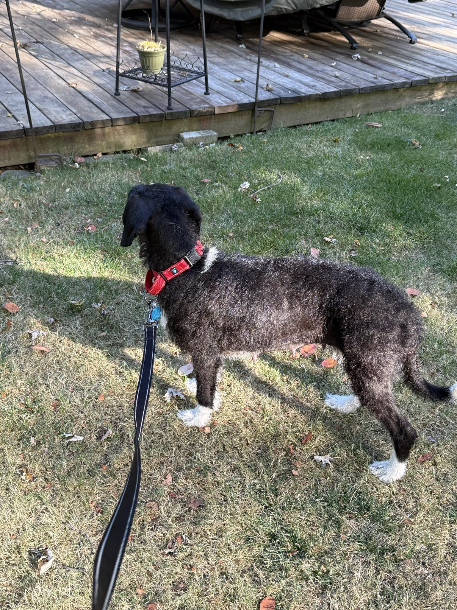 Enlarge Winnie, a Adopted mixed breed in Dewitt, MI image 5/5