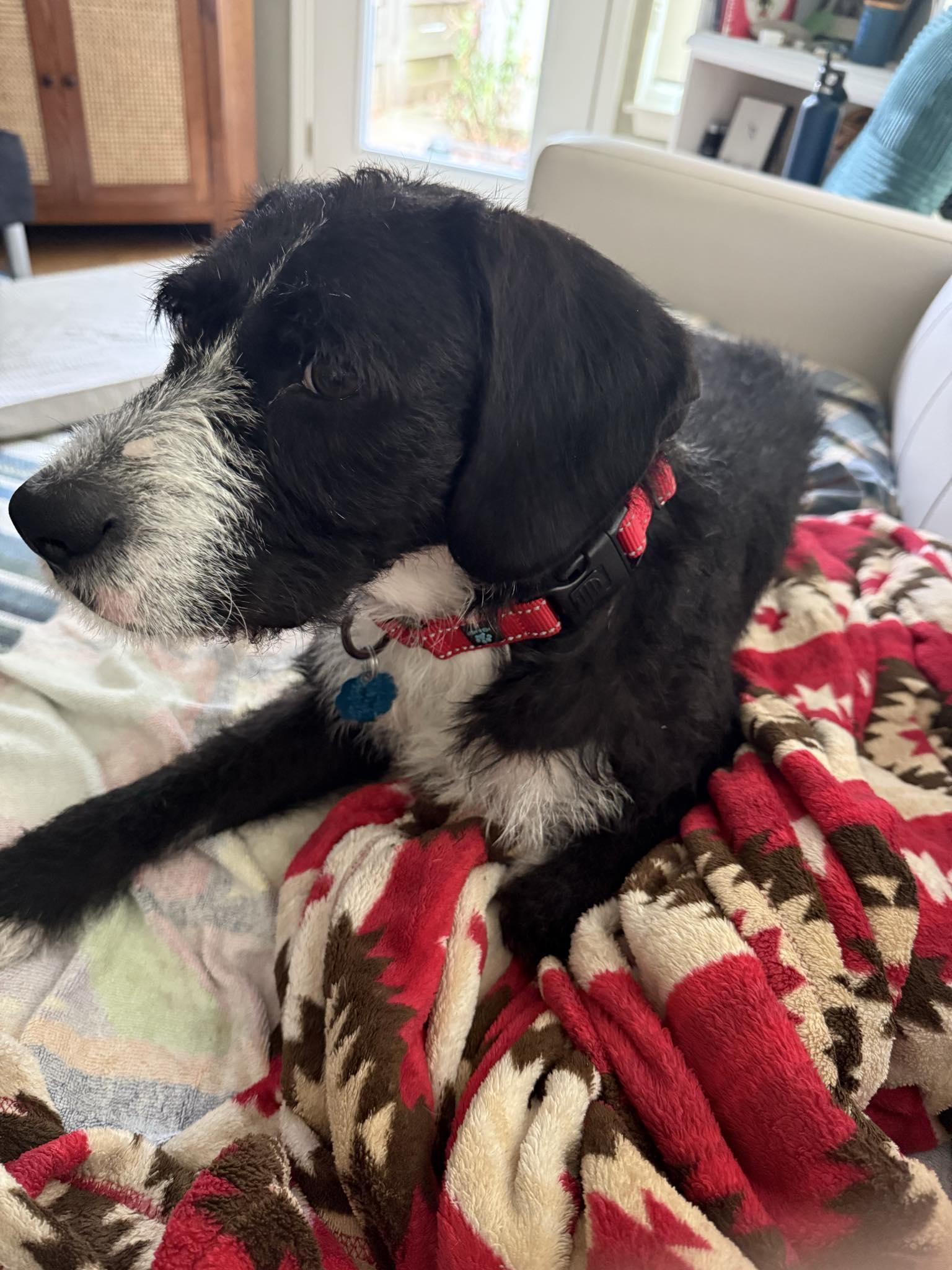 Enlarge Winnie, a Adopted mixed breed in Dewitt, MI image 3/5