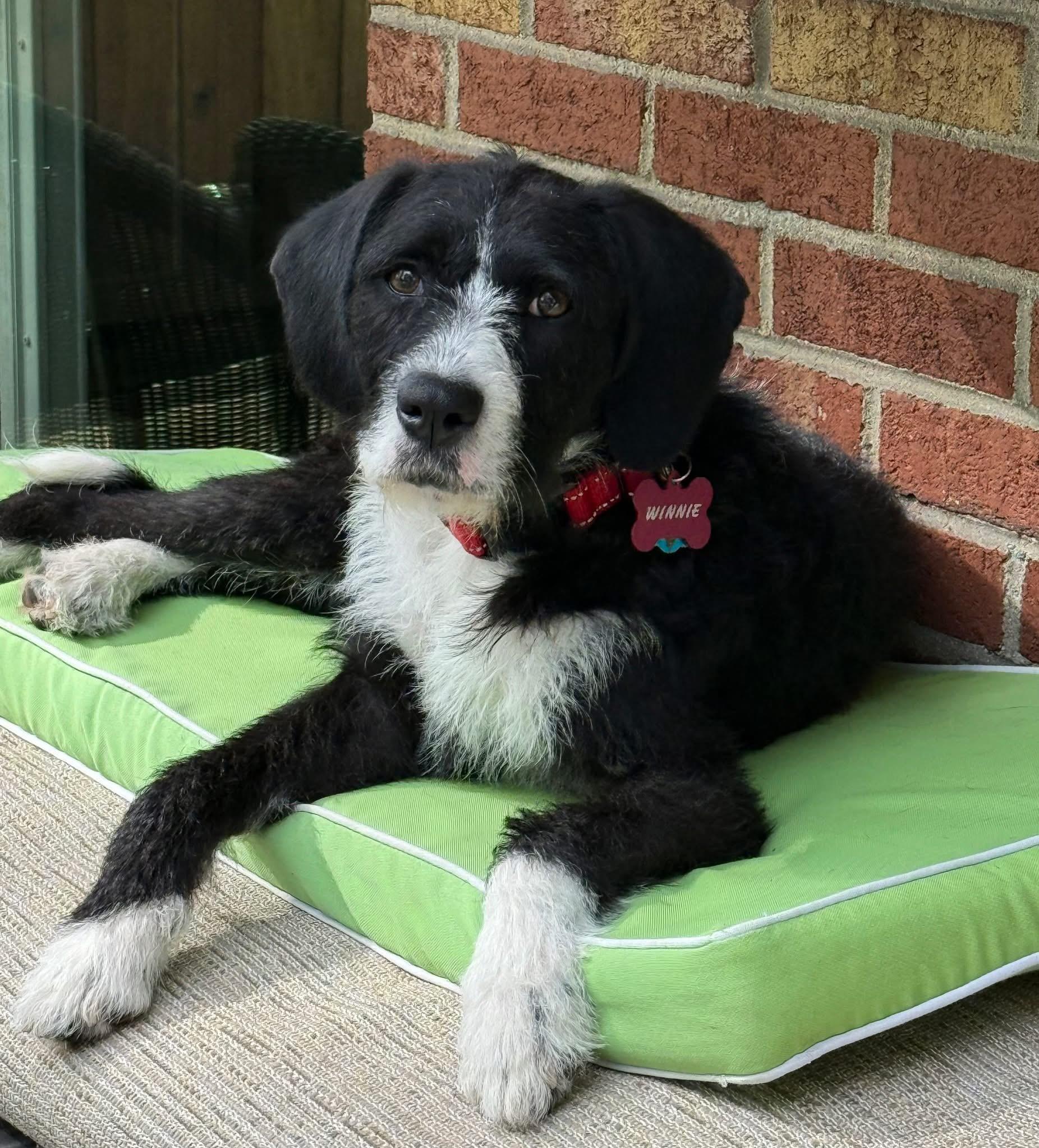 Winnie, Adopted, Adult Female Wirehaired Terrier.