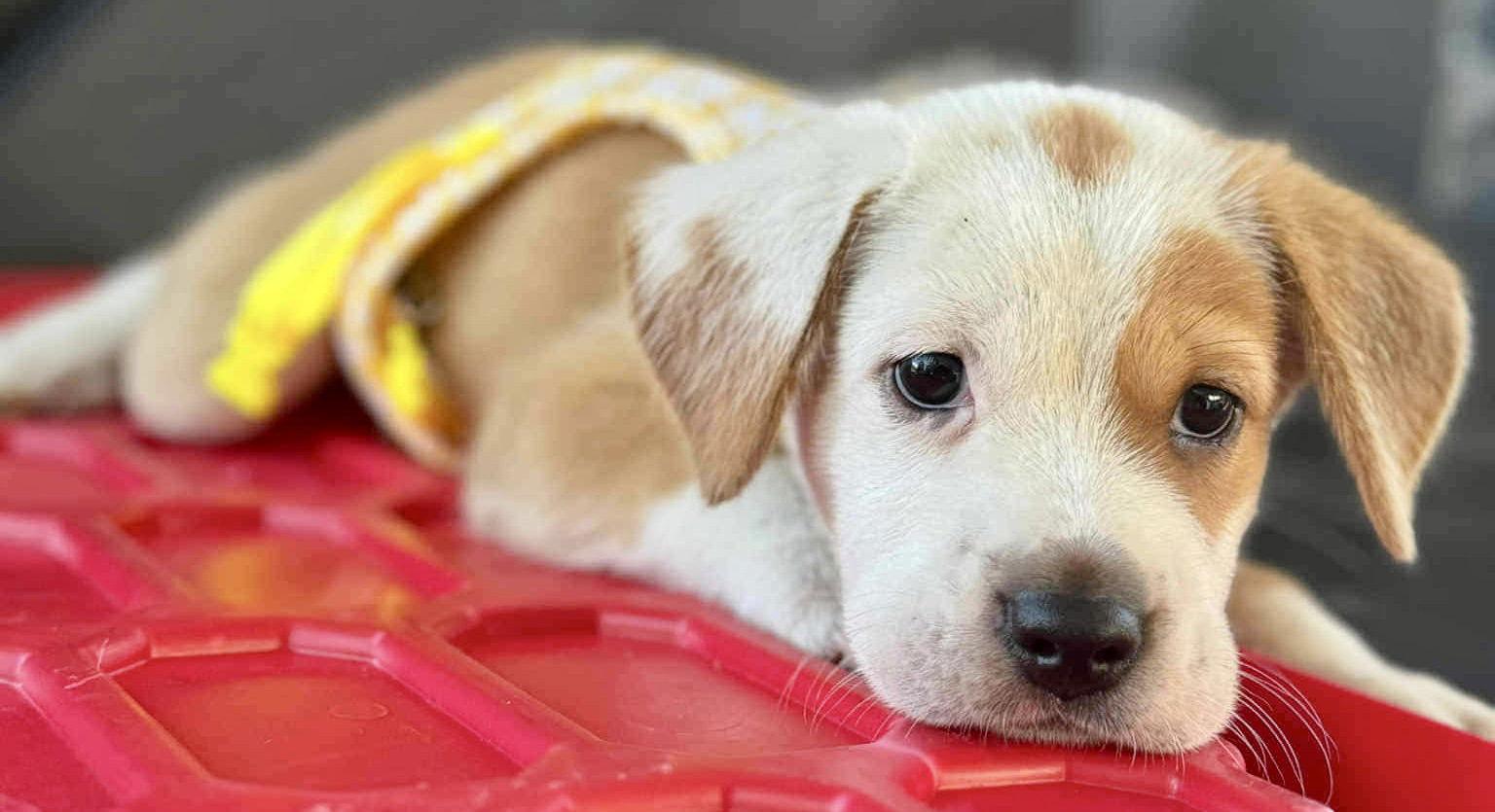 Enlarge Chester, a Adopted Labrador Retriever in Lake Hopatcong, NJ image 1/1