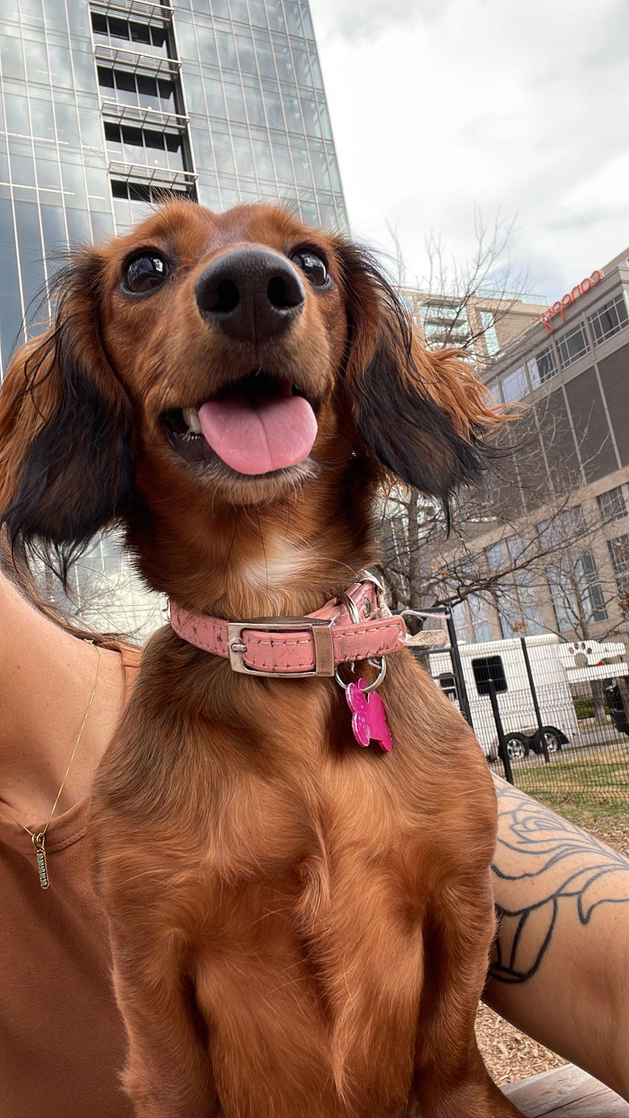 Wendy, Adoptable, Young Female Dachshund.