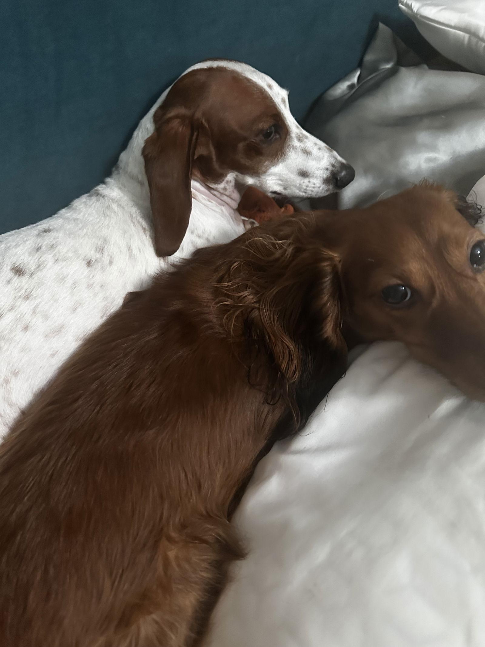 Wendy, a Adoptable Dachshund in Austin, TX image 2/3