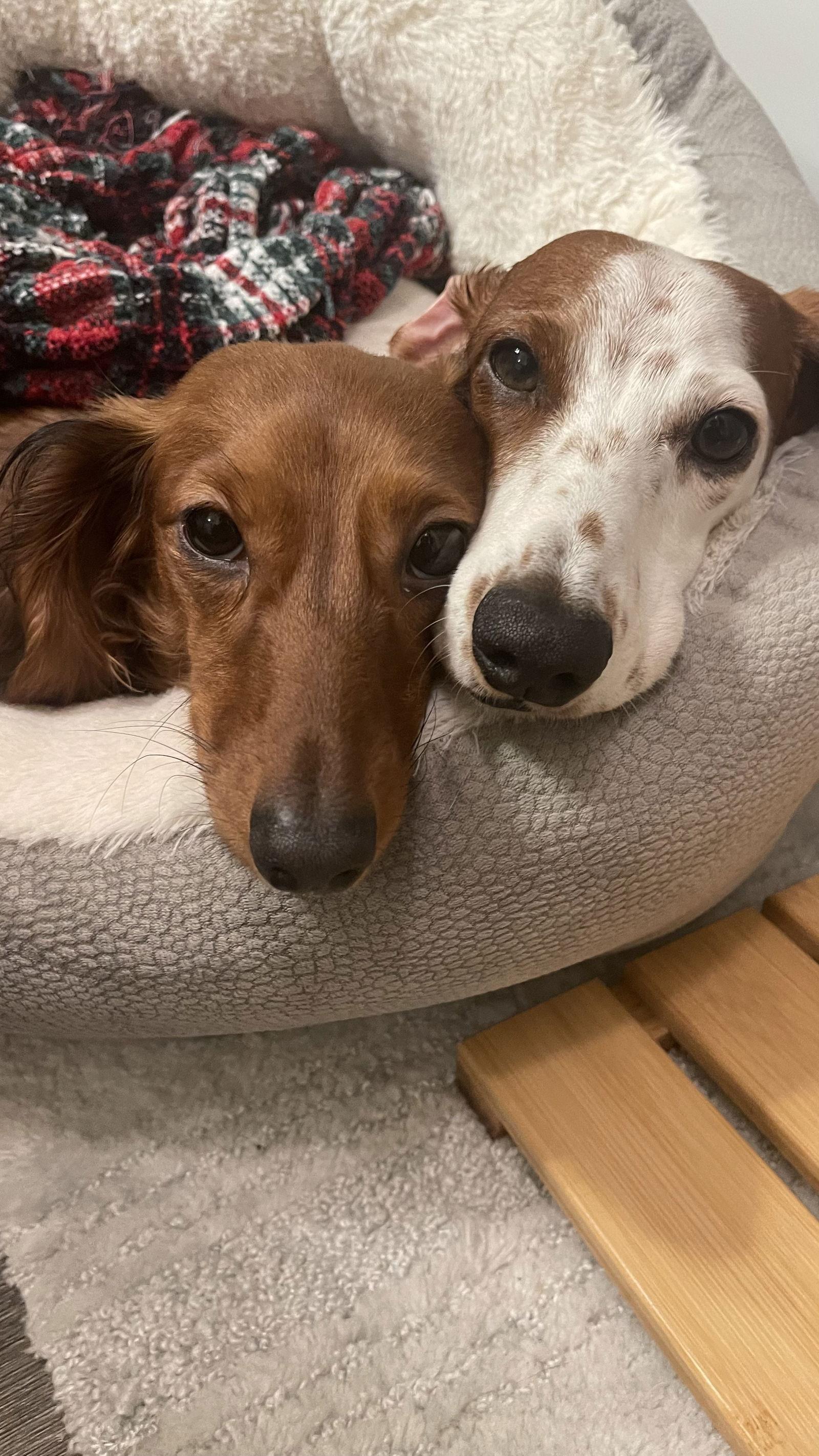 Wendy, a Adoptable Dachshund in Austin, TX image 3/3