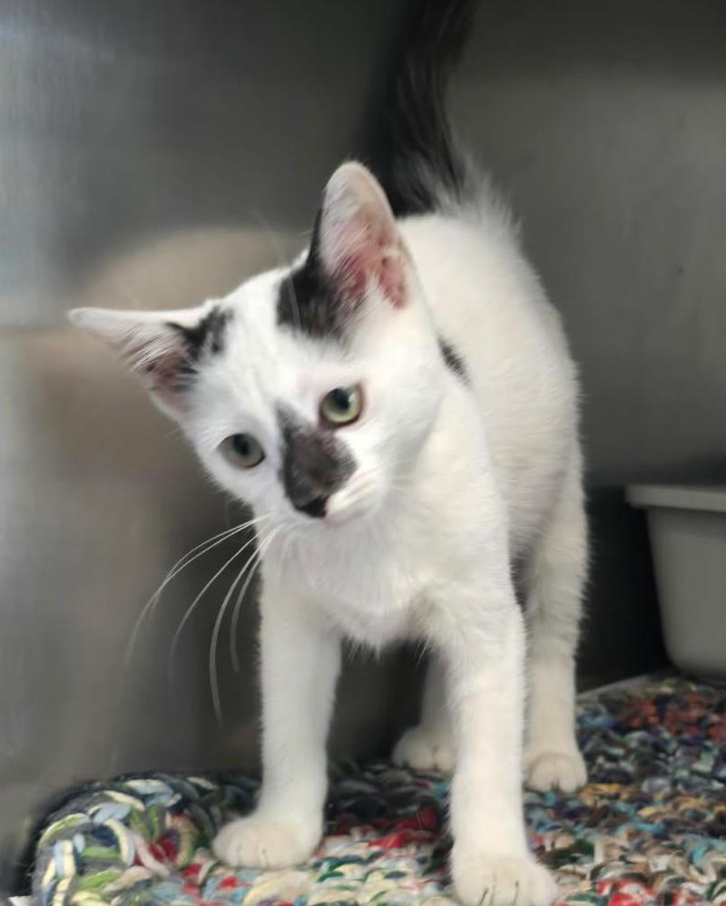 Enlarge KITTEN (cc#7165), a Adopted Domestic Short Hair in West Orange, NJ image 1/3