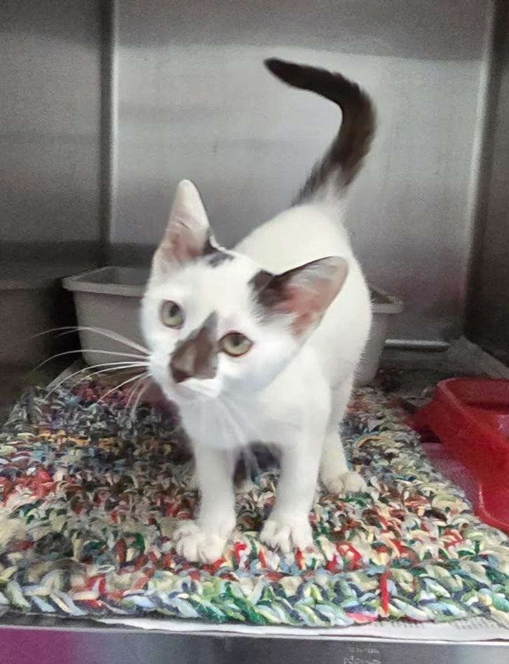 Enlarge KITTEN (cc#7165), a Adopted Domestic Short Hair in West Orange, NJ image 2/3