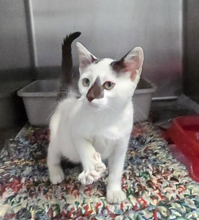 Enlarge KITTEN (cc#7165), a Adopted Domestic Short Hair in West Orange, NJ image 3/3