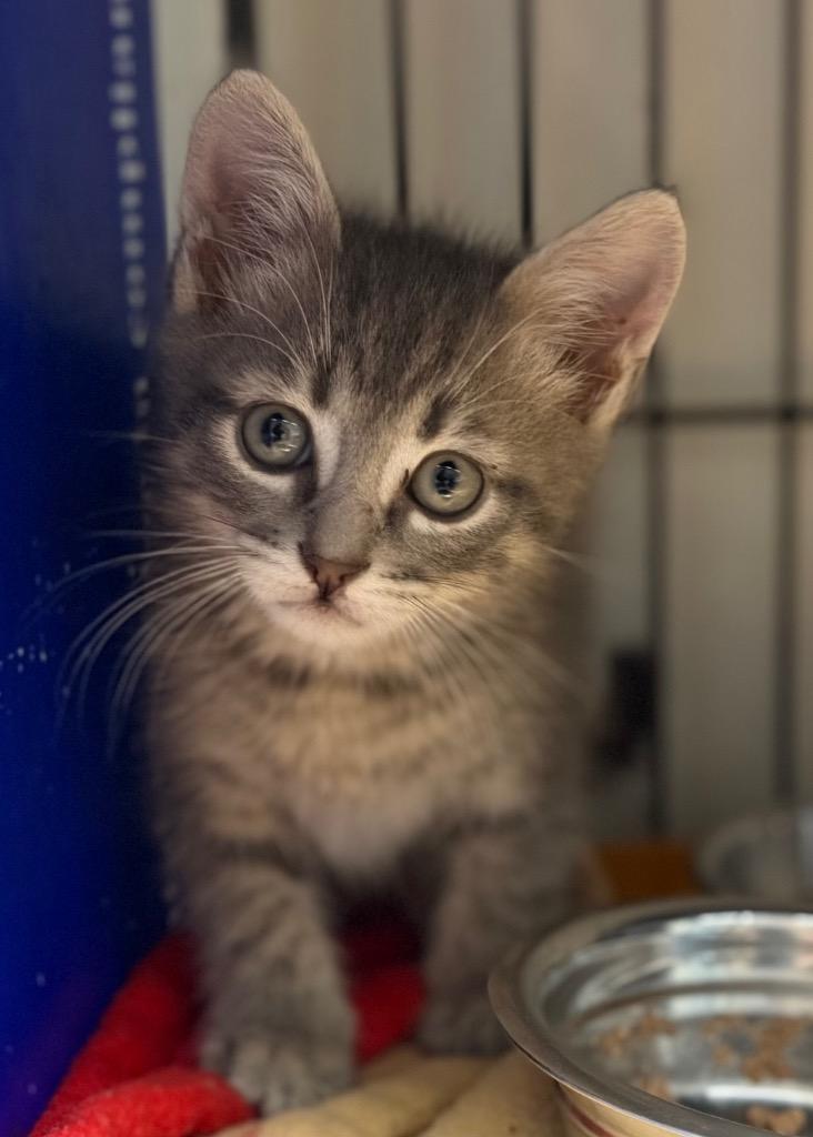 Smokey, Adoptable, Kitten Male Domestic Medium Hair.