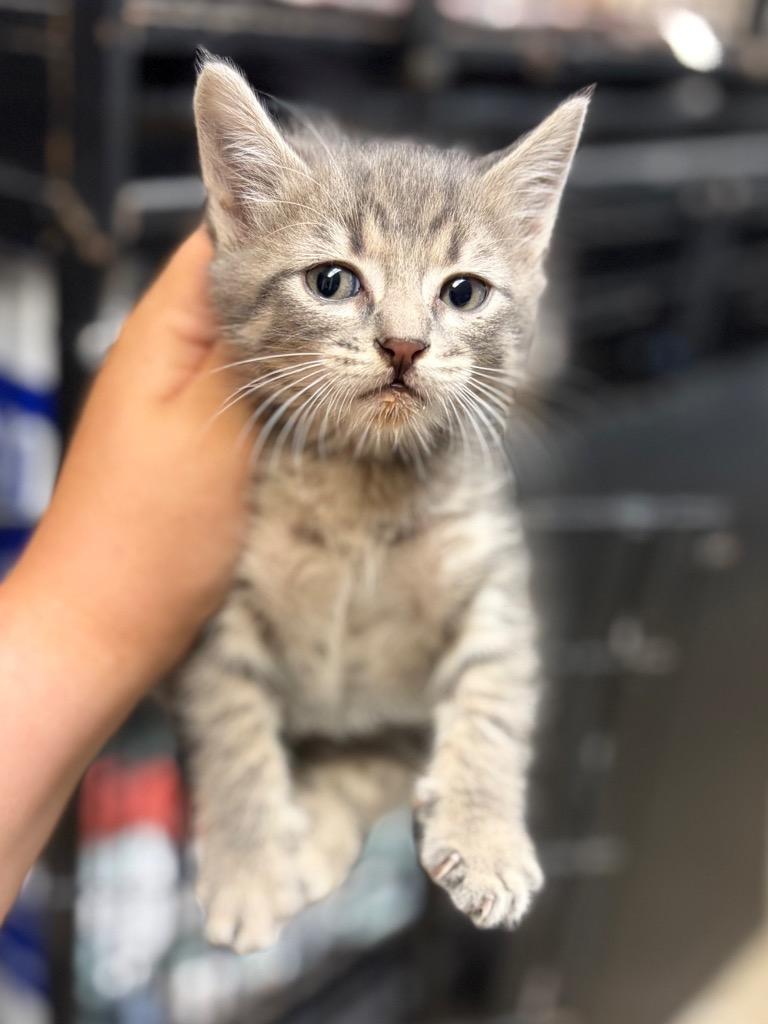 Enlarge Smokey, a Adoptable mixed breed in Lockhart, TX image 2/2