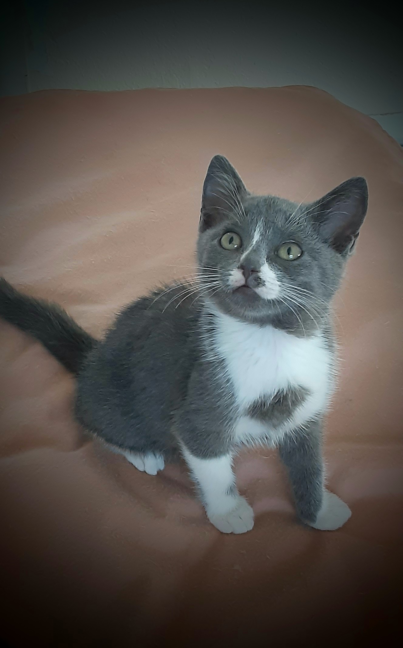 Enlarge GRAYSON aka "Casanova", a Adopted mixed breed in Pompano Beach, FL image 4/4