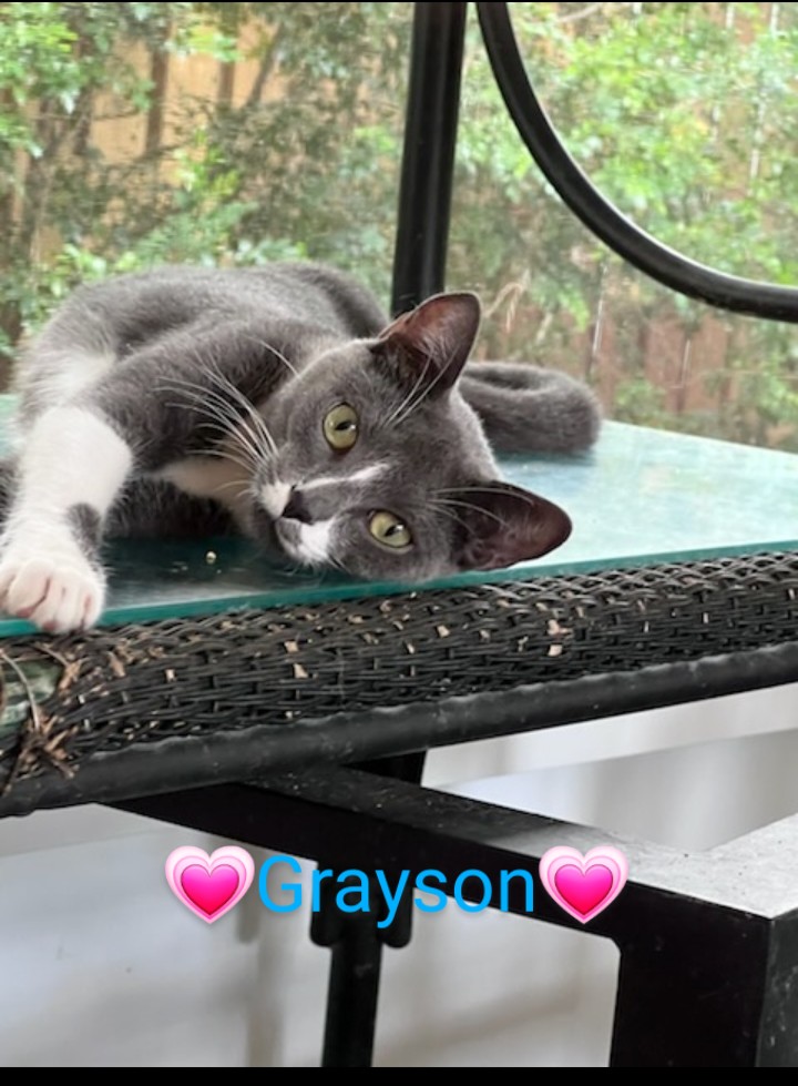 GRAYSON aka "Casanova", Adopted, Young Male Domestic Short Hair & Tuxedo.